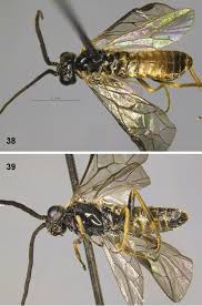 Attēlu rezultāti vaicājumam “Pristiphora maesta larva”