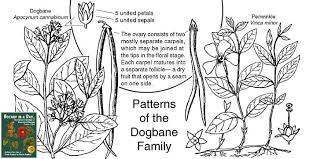 Attēlu rezultāti vaicājumam “Apocynaceae”