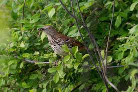 Image result for Toxostoma rufum