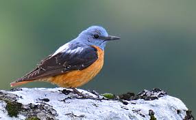 Image result for Monticola saxatilis