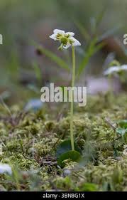Attēlu rezultāti vaicājumam “Moneses uniflora bud”