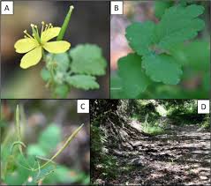 Attēlu rezultāti vaicājumam “Chelidonium majus leaf”