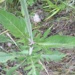 Attēlu rezultāti vaicājumam “Knautia arvensis leaf”