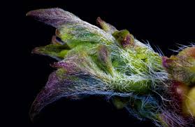 Attēlu rezultāti vaicājumam “Lamproderma arcyrioides macro”