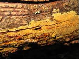 Attēlu rezultāti vaicājumam “Junghuhnia pseudozilingiana”