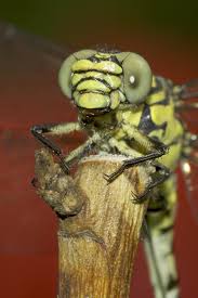 Attēlu rezultāti vaicājumam “Ophiogomphus cecilia”