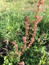 Attēlu rezultāti vaicājumam “Rumex acetosa”