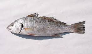 Image result for Umbrina cirrosa