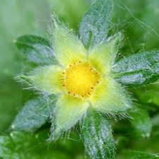 Attēlu rezultāti vaicājumam “Potentilla norvegica flower”