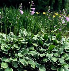 Attēlu rezultāti vaicājumam “Hosta sp. flower”