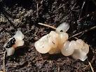 "Mystery Jelly" with clustered - via Daymix