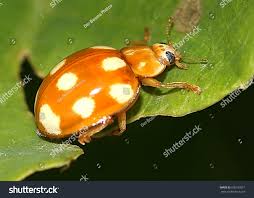 Attēlu rezultāti vaicājumam “Calvia decemguttata larva”