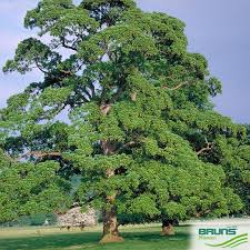 Attēlu rezultāti vaicājumam “Acer pseudoplatanus fo. purpurascens”