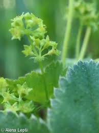 Attēlu rezultāti vaicājumam “Alchemilla vulgaris aggr. bud”