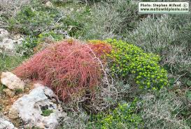 Attēlu rezultāti vaicājumam “Cuscuta epithymum subsp. trifolii”