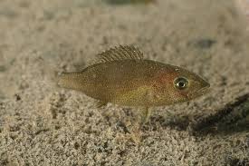 Image result for Dentex dentex