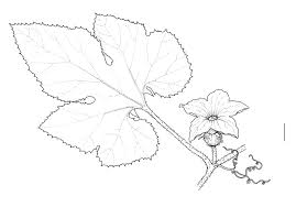 Attēlu rezultāti vaicājumam “Cucurbita pepo leaf”