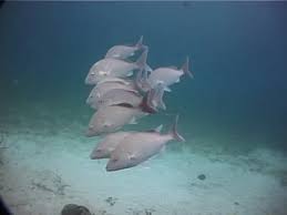 Image result for Haemulon album