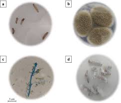 Attēlu rezultāti vaicājumam “Oligia sp.”