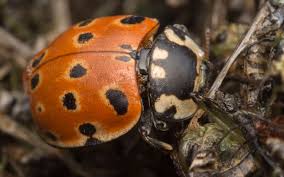 Attēlu rezultāti vaicājumam “Schizolachnus pineti”