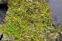 Attēlu rezultāti vaicājumam “Hypnum cupressiforme sporophyte”