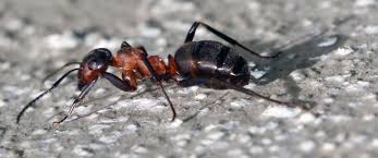 Attēlu rezultāti vaicājumam “Formica rufa”