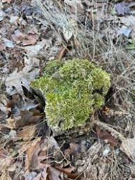 Attēlu rezultāti vaicājumam “Callicladium haldanianum”