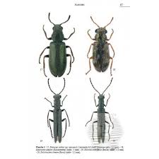 Attēlu rezultāti vaicājumam “Dasytidae”
