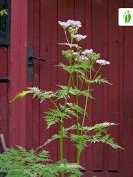 Image result for Myrrhis odorata