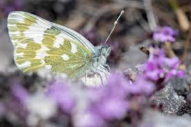 Attēlu rezultāti vaicājumam “Pontia edusa upperside”