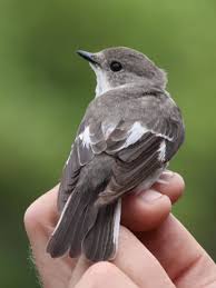 Image result for Ficedula albicollis