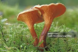 Attēlu rezultāti vaicājumam “Hygrophoropsis aurantiaca”