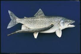 Image result for Petromyzon marinus