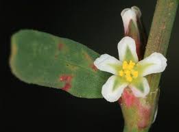 Attēlu rezultāti vaicājumam “Polygonum arenastrum flower”