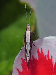 Attēlu rezultāti vaicājumam “Plutellidae”