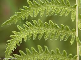 Attēlu rezultāti vaicājumam “Thelypteris palustris”