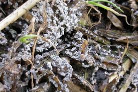 Attēlu rezultāti vaicājumam “Physarum compressum”