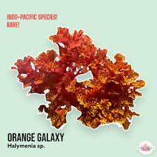 Attēlu rezultāti vaicājumam “Physarum viride var. aurantium macro”