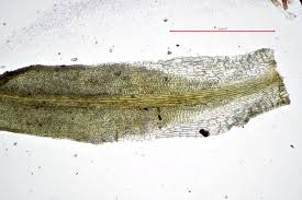Attēlu rezultāti vaicājumam “Tortella inclinata”