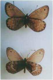 Attēlu rezultāti vaicājumam “Oeneis jutta underside”