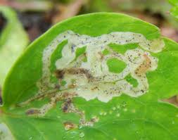 Attēlu rezultāti vaicājumam “Phytomyza minuscula”