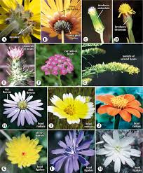 Attēlu rezultāti vaicājumam “Asteraceae”