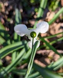 Attēlu rezultāti vaicājumam “Galanthus nivalis bud”