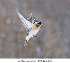 Attēlu rezultāti vaicājumam “Fringilla montifringilla”