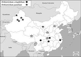 Attēlu rezultāti vaicājumam “Orthotrichum, Nyholmiella”