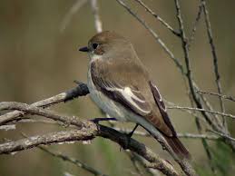 Attēlu rezultāti vaicājumam “Ficedula hypoleuca female”