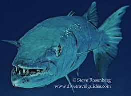 Image result for Dive Barracuda