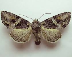 Attēlu rezultāti vaicājumam “Lacanobia contigua”