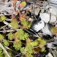 Attēlu rezultāti vaicājumam “Sedum sexangulare leaf”