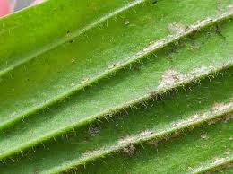 Attēlu rezultāti vaicājumam “Plantago lanceolata leaf”